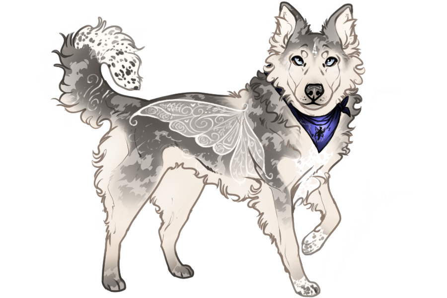 Beaumont Collie Custom #2353