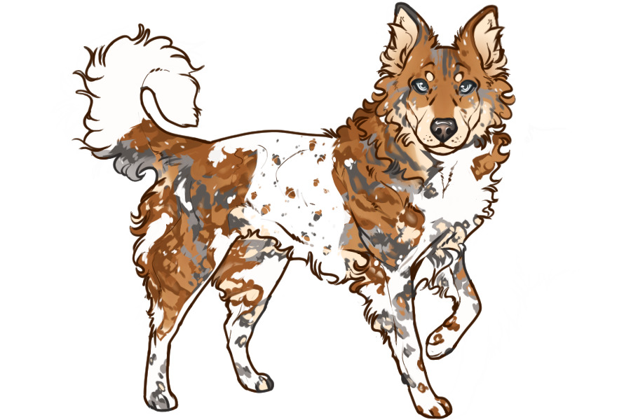 Beaumont Collie Custom #2359