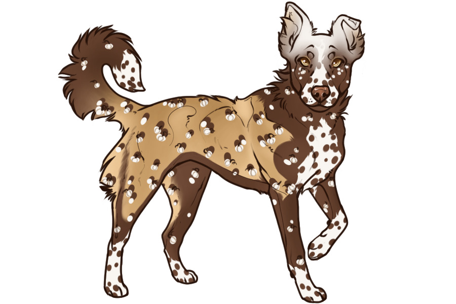 Beaumont Collie Custom #2380