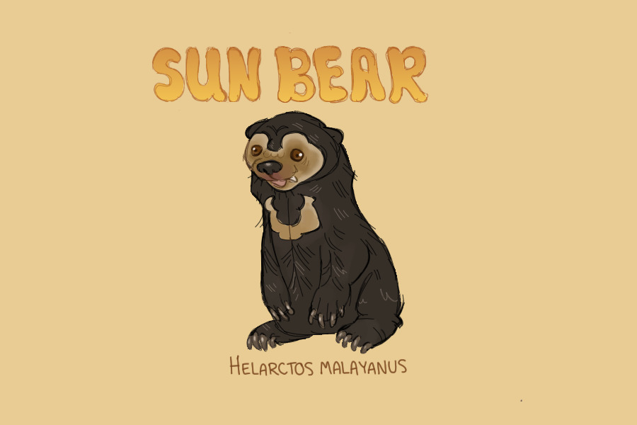 Sun Bear