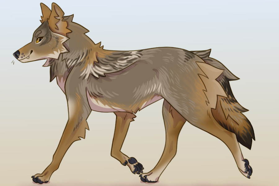 Coyote #2