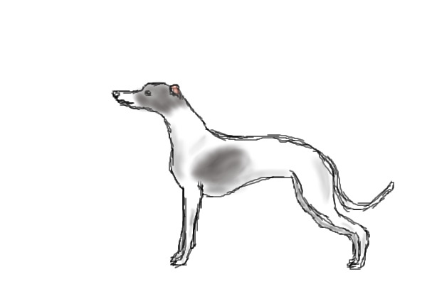 Greyhound