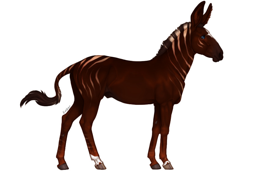 Senegal Zebra Adopt #1023