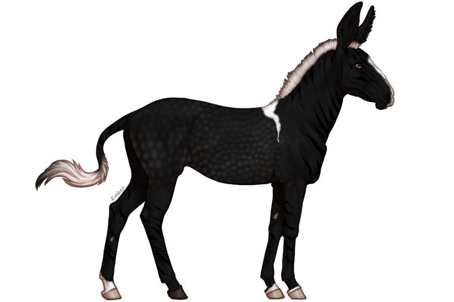 Senegal Zebra Adopt #1025