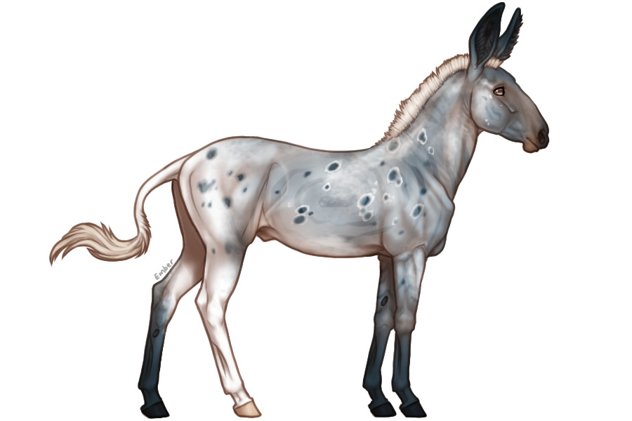 Senegal Zebra Adopt #1029