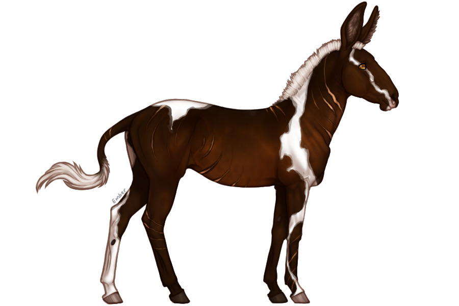 Senegal Zebra Adopt #1032