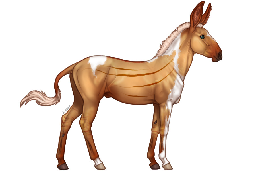 Senegal Zebra Adopt #1038