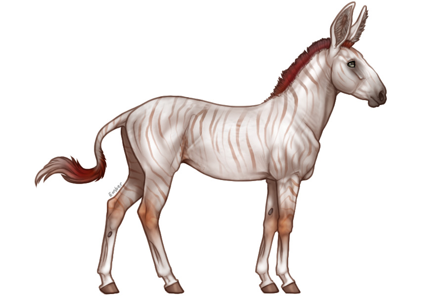 Senegal Zebra Adopt #1039