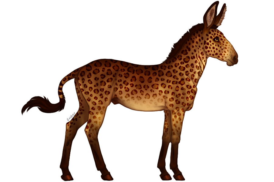 Senegal Zebra Adopt #1078