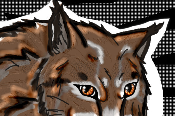 Cat fun