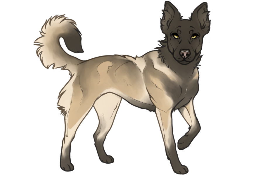 Beaumont Collie #1459 Adopted