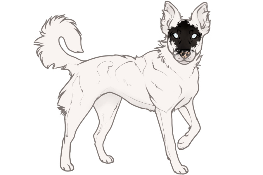 Beaumont Collie #1493 Adopted