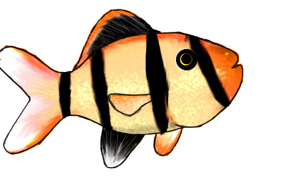 my sumatran fish