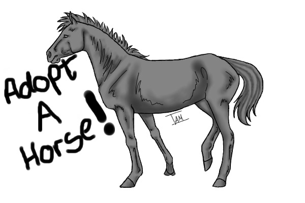 Adopt a Horse!!!