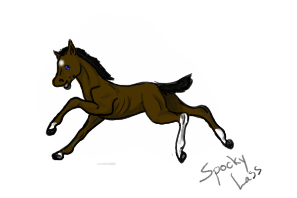 Bay Colt