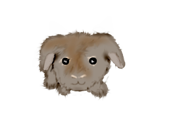 bunny!