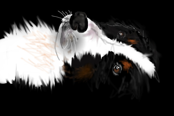 side ways doggie 0_o