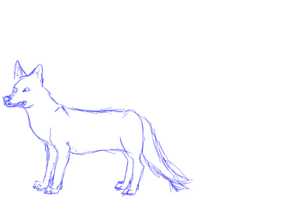 Canine