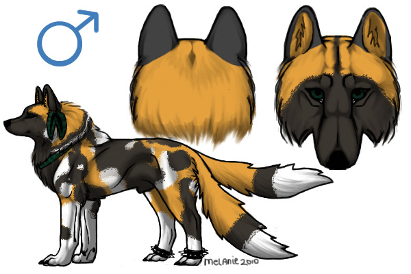 Wild Dog
