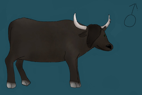 A-Asian Water Buffalo