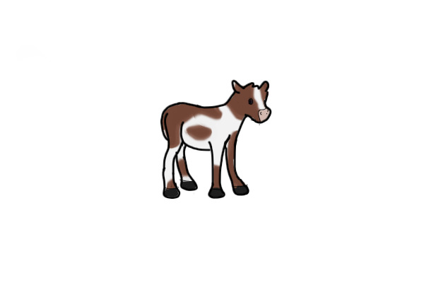 Dairy Calf
