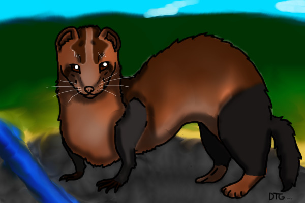 Random ferret