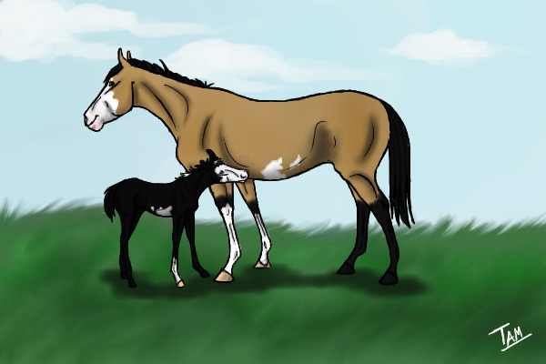 Overo Paint Mother and Colt