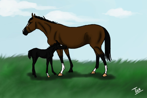 Black colt and his bay mother