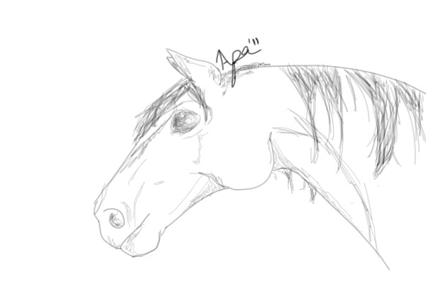 American Mustang