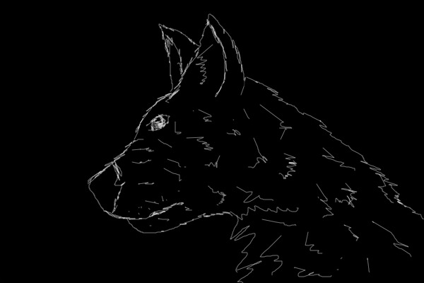 Black Wolf Drawin in White