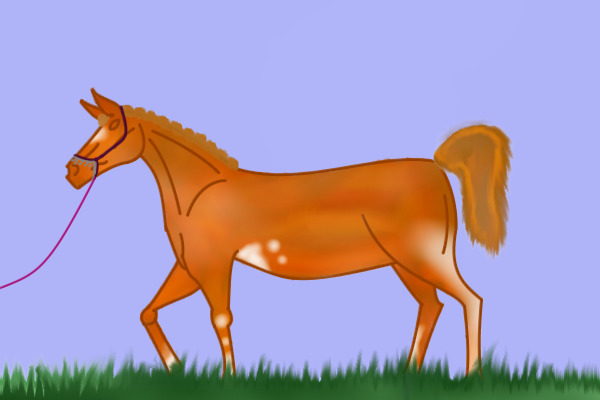 chestnut Arabian
