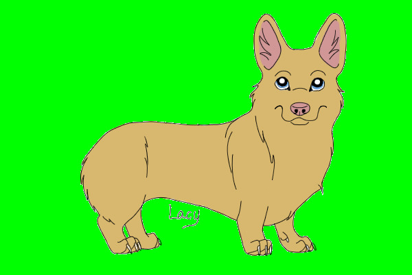 Corgi