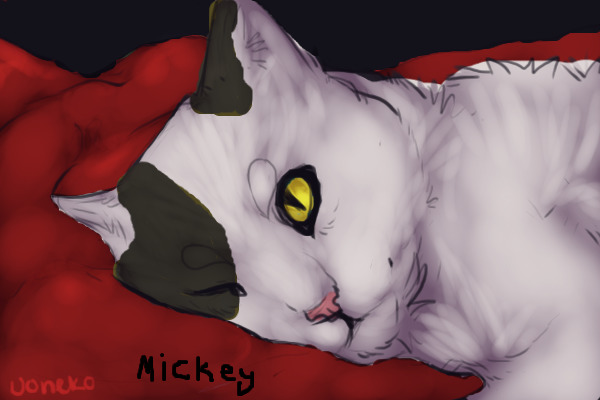Mickey (my cat)