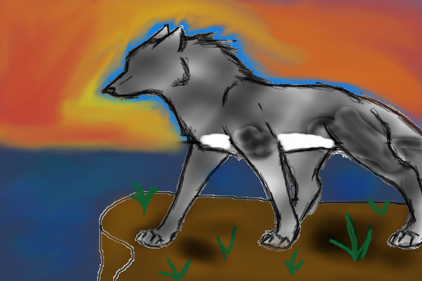 Sunset Wolf