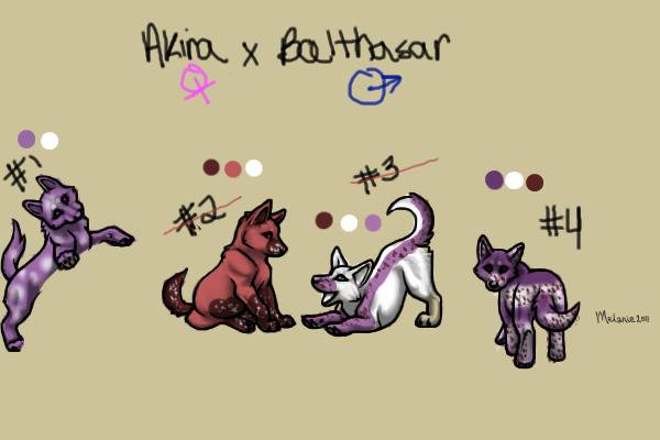 Akira x Balthasar Litter