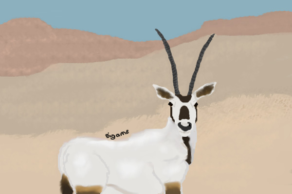 Arabian Oryx