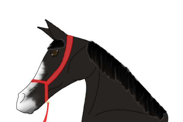 Black Arabian