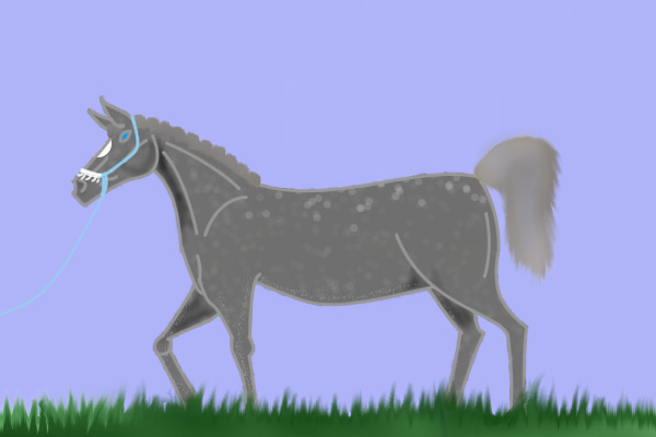 Dapple Gray arabian