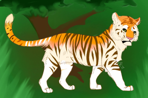 Golden Tabby Tiger