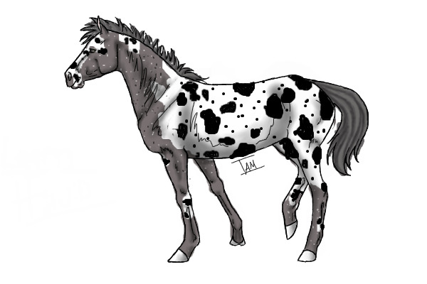 Legend The Spotted Appy Stallion