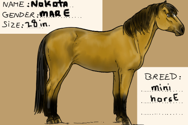 Nokota Rose! My real Mini-horse