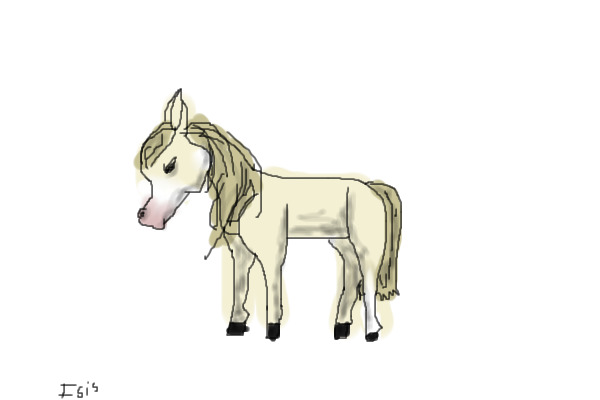 Pony for adoption