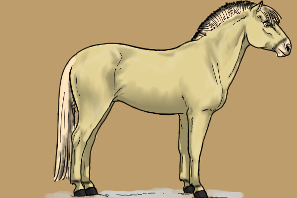 Norwegian Fjord Pony