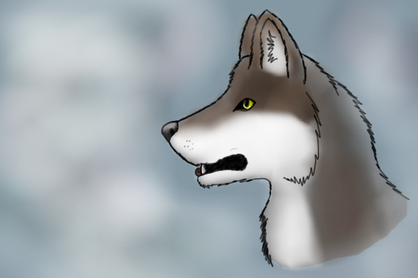 Wolf/coyote Drawing