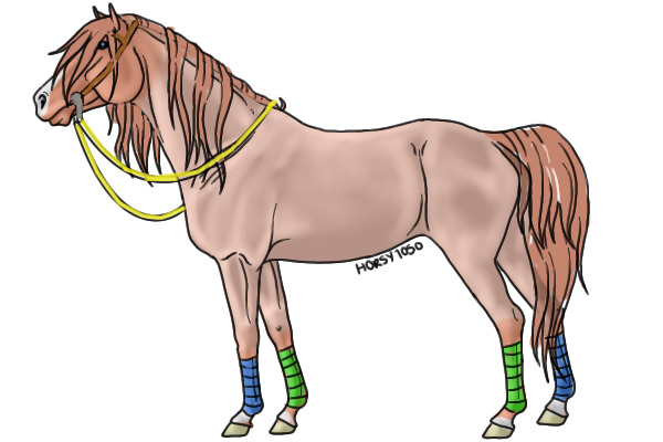 Jackson the cowhorse