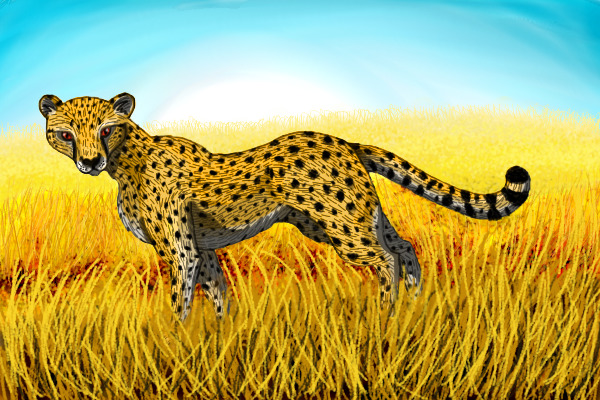 cheetah :D