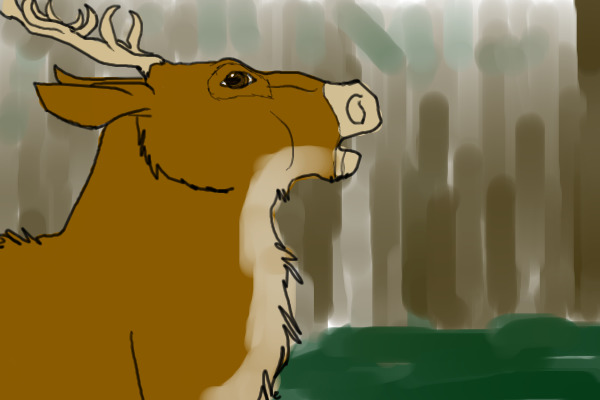 Elk