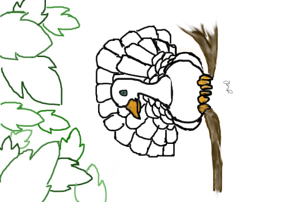 White Peacock. Ona Branch