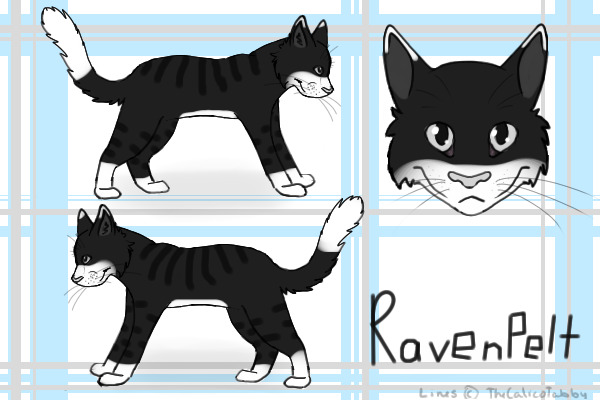 RavenPelt: My Warrior Cats Rp Character