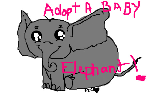 Adopt a Baby Elephant!!!